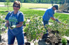 $200 grants for rain gardens available