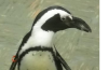 A penguin out of water