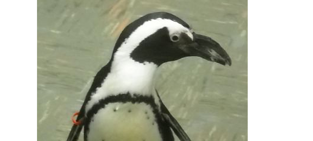 A penguin out of water