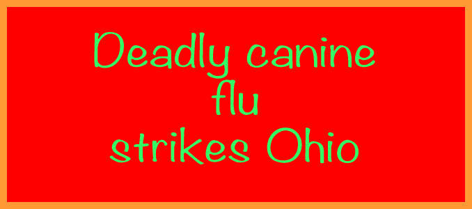 Deadly canine flu strikes Ohio: What you need to do to protect your pet