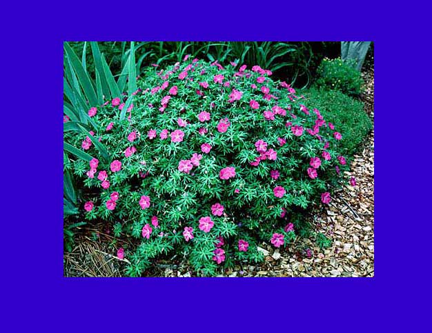 Granny’s 13th Annual Plant Sale is Saturday and Sunday