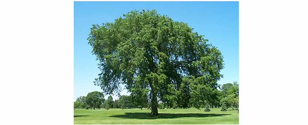 Hamilton County Soil and Water Conservation District (District) will be selling trees to Hamilton County residents at $15 each