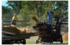 31st Annual Old Machinery Days at Oeders Lake in Morrow