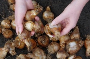 bulbs