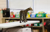 Cincinnati Zoo Cat Ambassador Program brings a special student to Loveland Primary Students