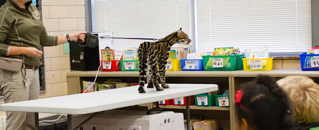 Cincinnati Zoo Cat Ambassador Program brings a special student to Loveland Primary Students