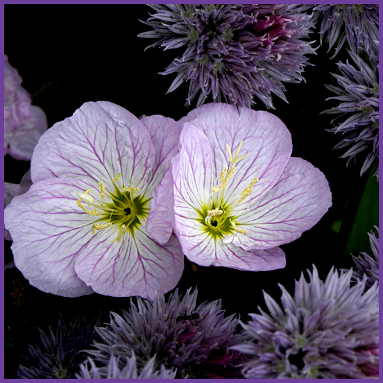 purple_flower_7033