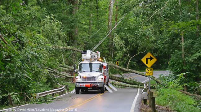 tree-down---1-(1)
