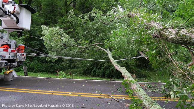 tree-down---1-(2)