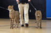 LPS students get an up-close look at baby cheetahs from the Cincinnati Zoo