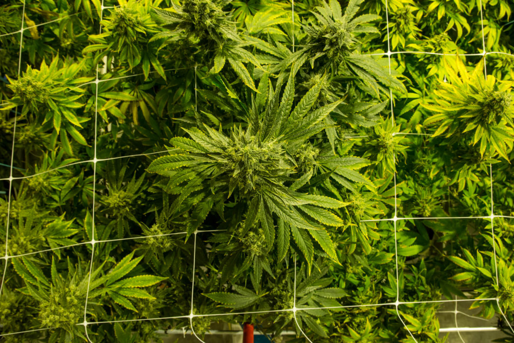 Yellow Springs breaks ground for medical marijuana facility