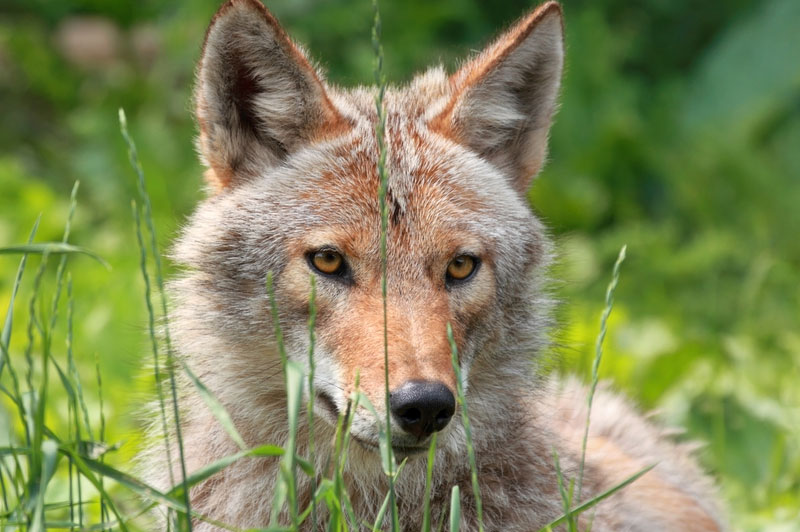 The Eastern Coyote: Ohio’s Newest Mammal | Loveland Magazine