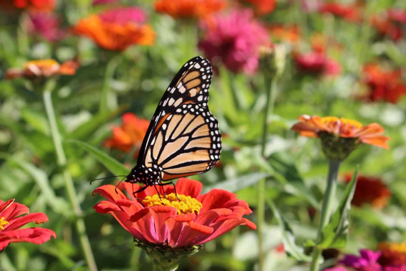 It’s that time of year again for milkweed pod collections