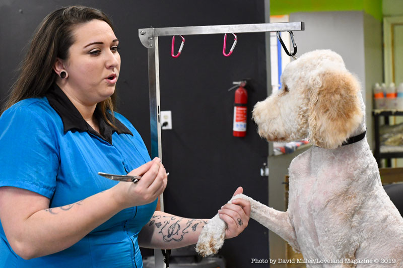 Local Pet Groomer Shares her Recipe for Success; Passion, Heart and a lot of Dogs!
