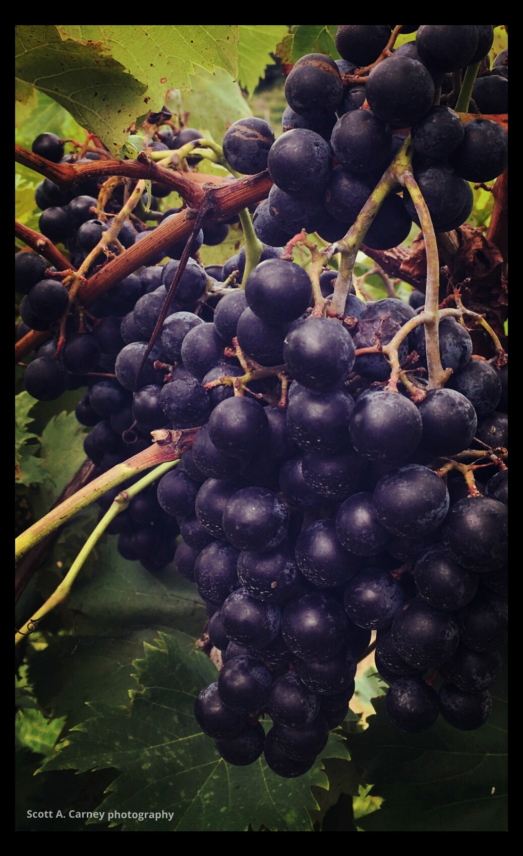 As we were walking back to our car, we wandered into the vineyard and saw all the different variations of grapes.