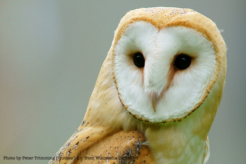 Loveland folks can help track this threatened species