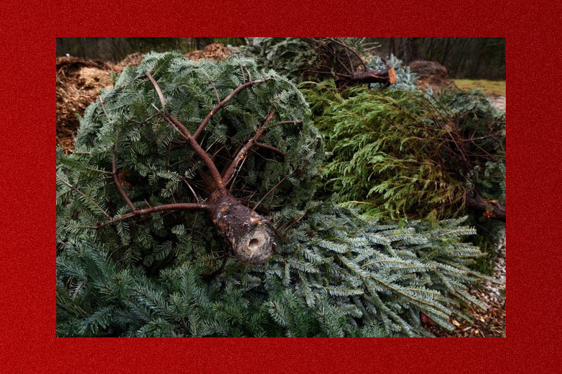 Symmes Township offering Christmas Tree recycling