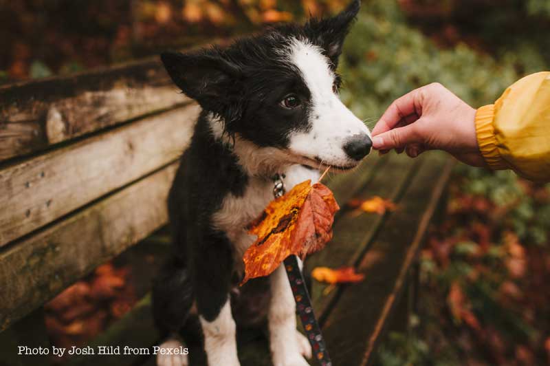 The 2020 Fall Foliage Map
