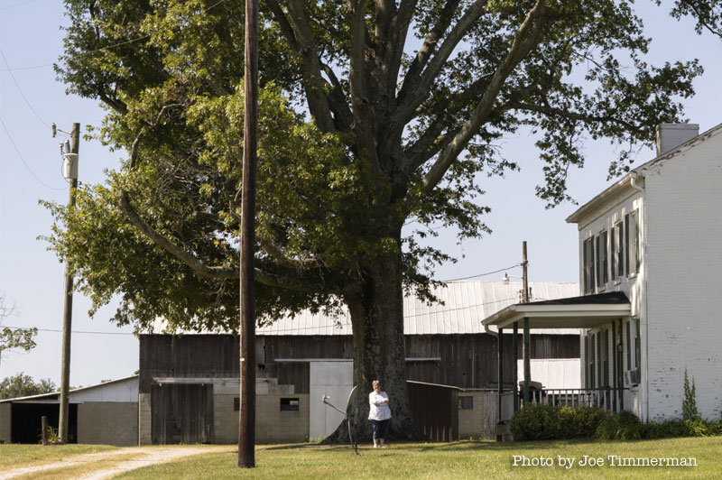 Lovelanders and their trees: Iris Wilson with her Pin Oak Tree