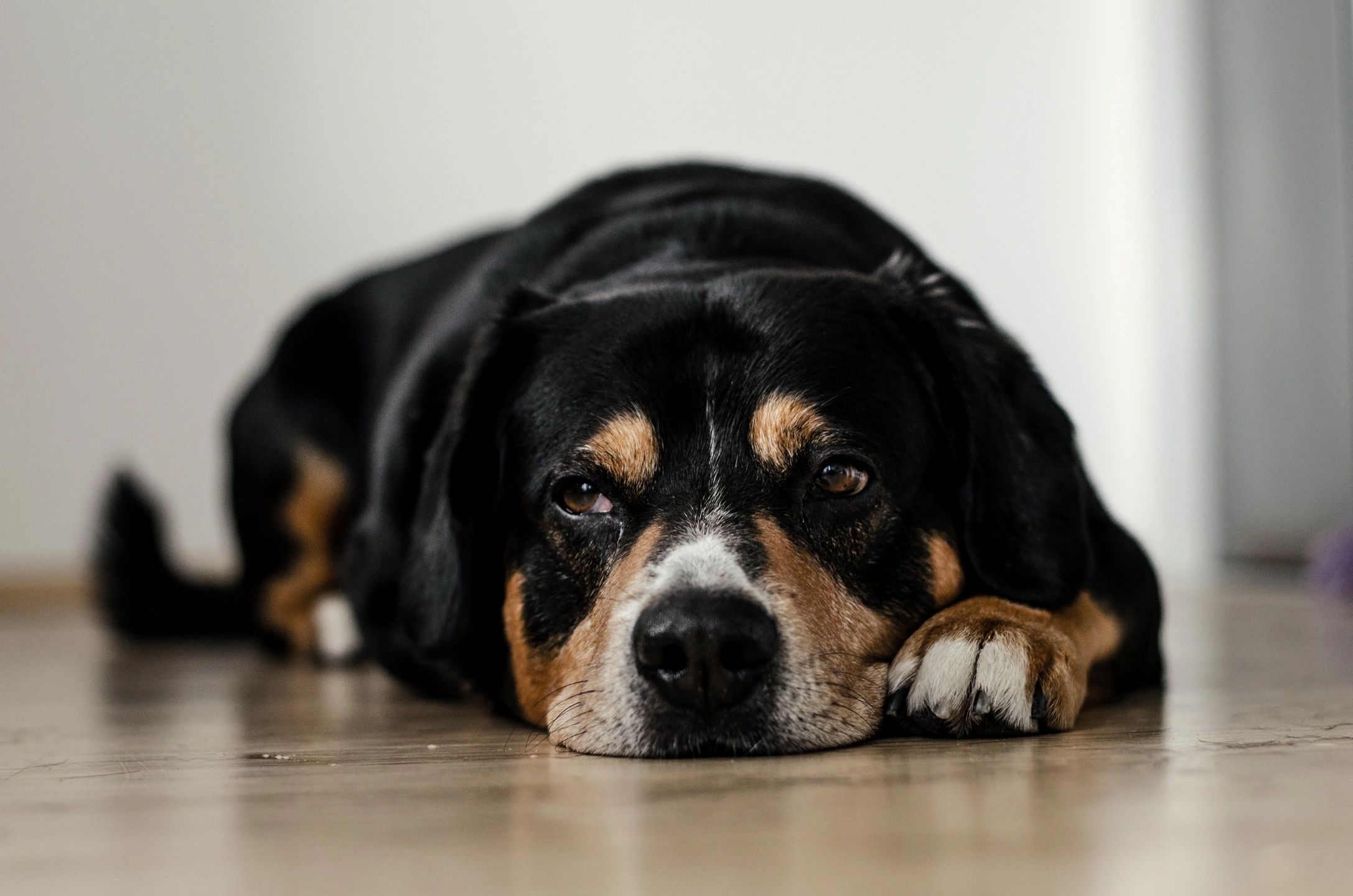 Clermont unable to negotiate contract for animal shelter