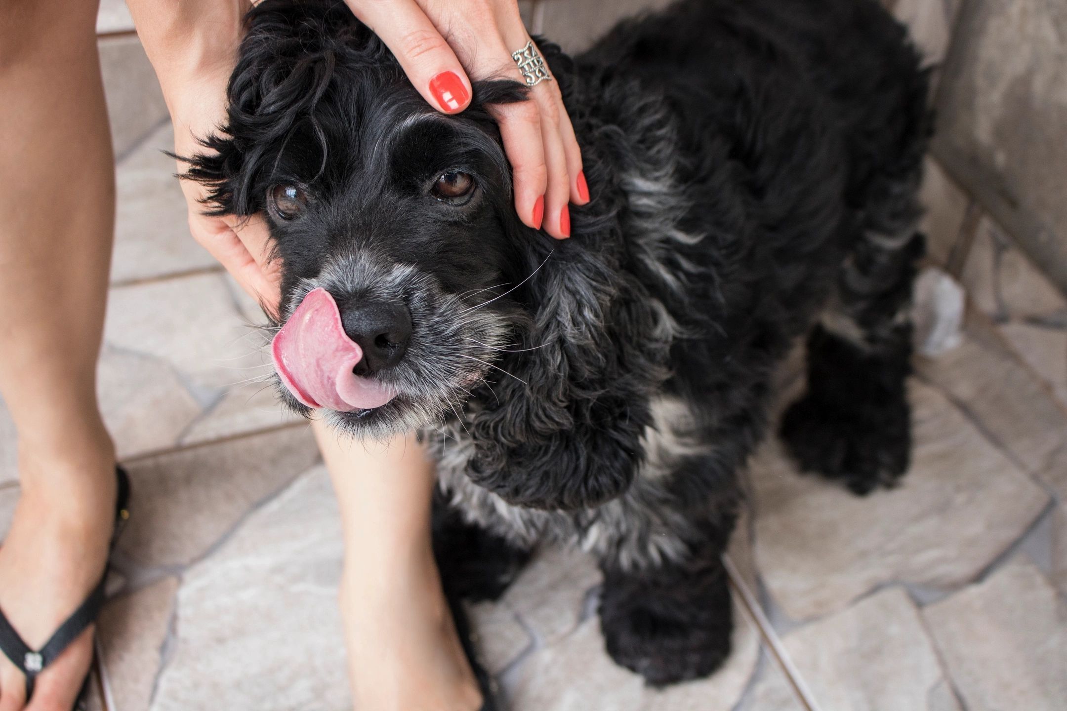 Dog and kennel licenses on sale: Last day to buy without penalty in Clermont County is Jan 31