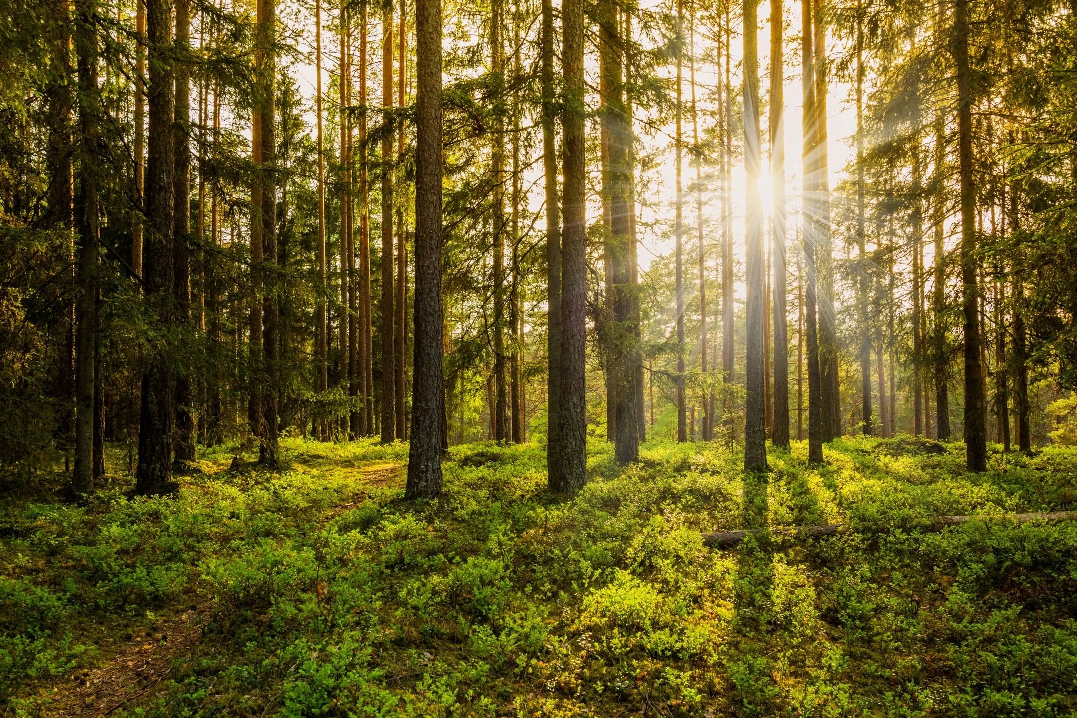 Natural resources grants available for farmers, forest owners