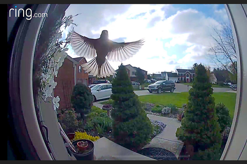 Paul Newstead’s “Special visitor.”