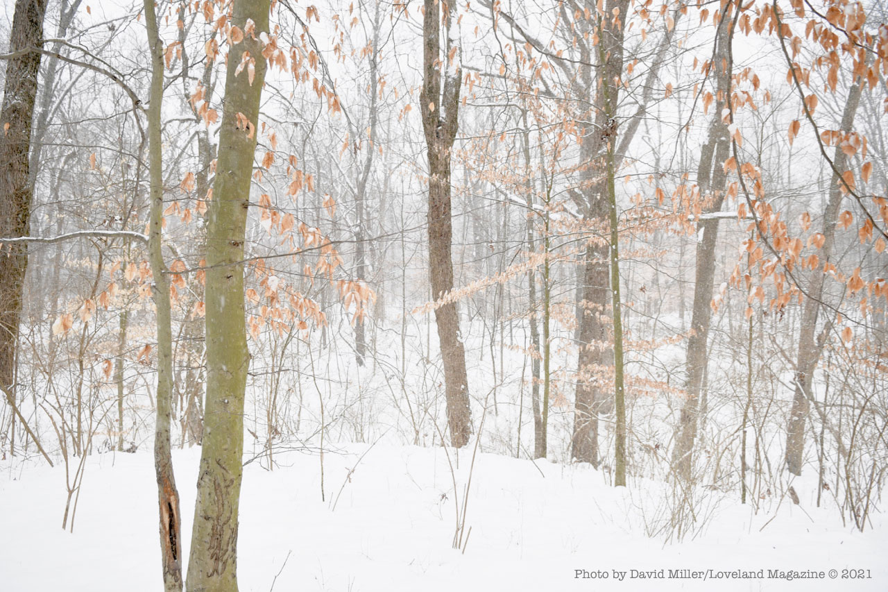[Photos] Simpson Farm Conservation District in snow