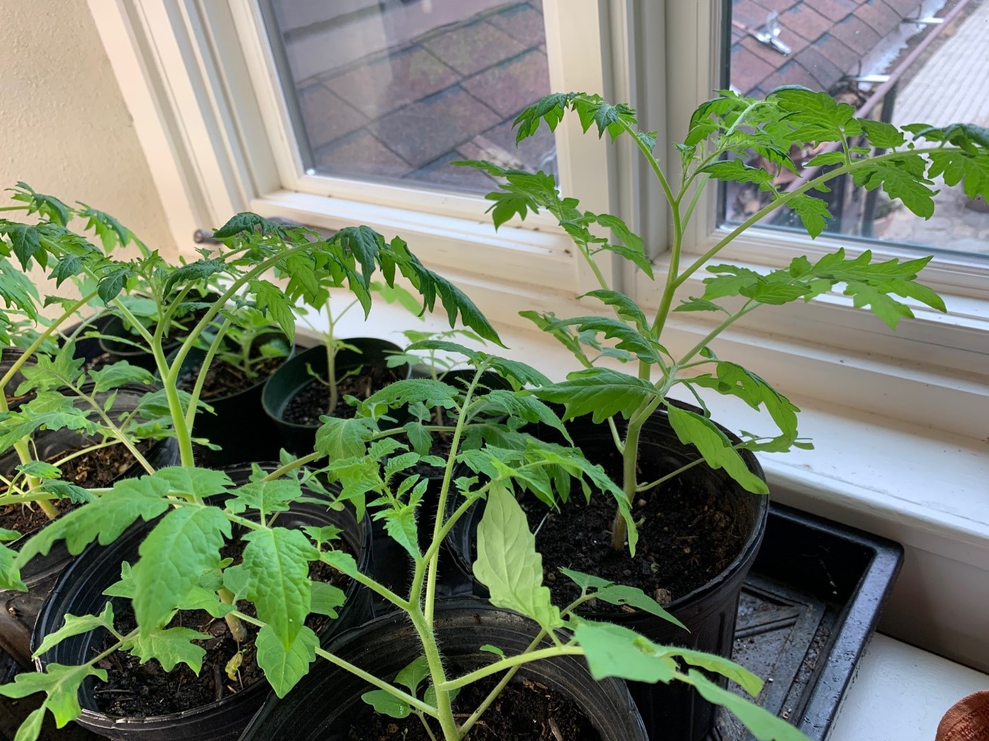 The Inside Garden