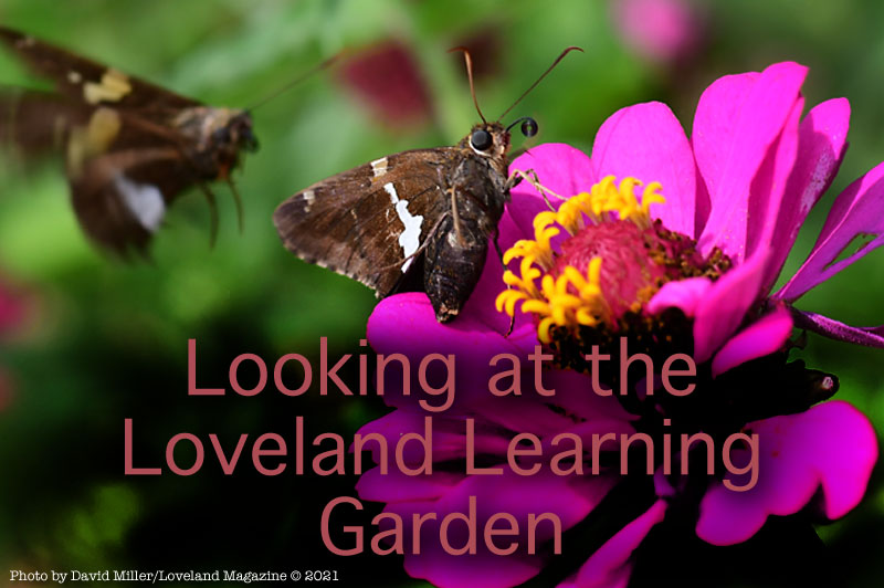 Local Interactive Garden Changes the Lives of Loveland Students!