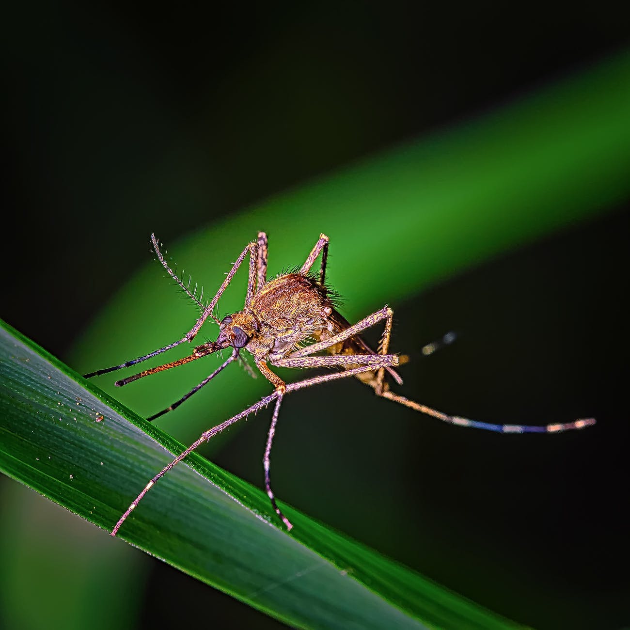 WEST NILE VIRUS IS PRESENT IN LOCAL MOSQUITOES