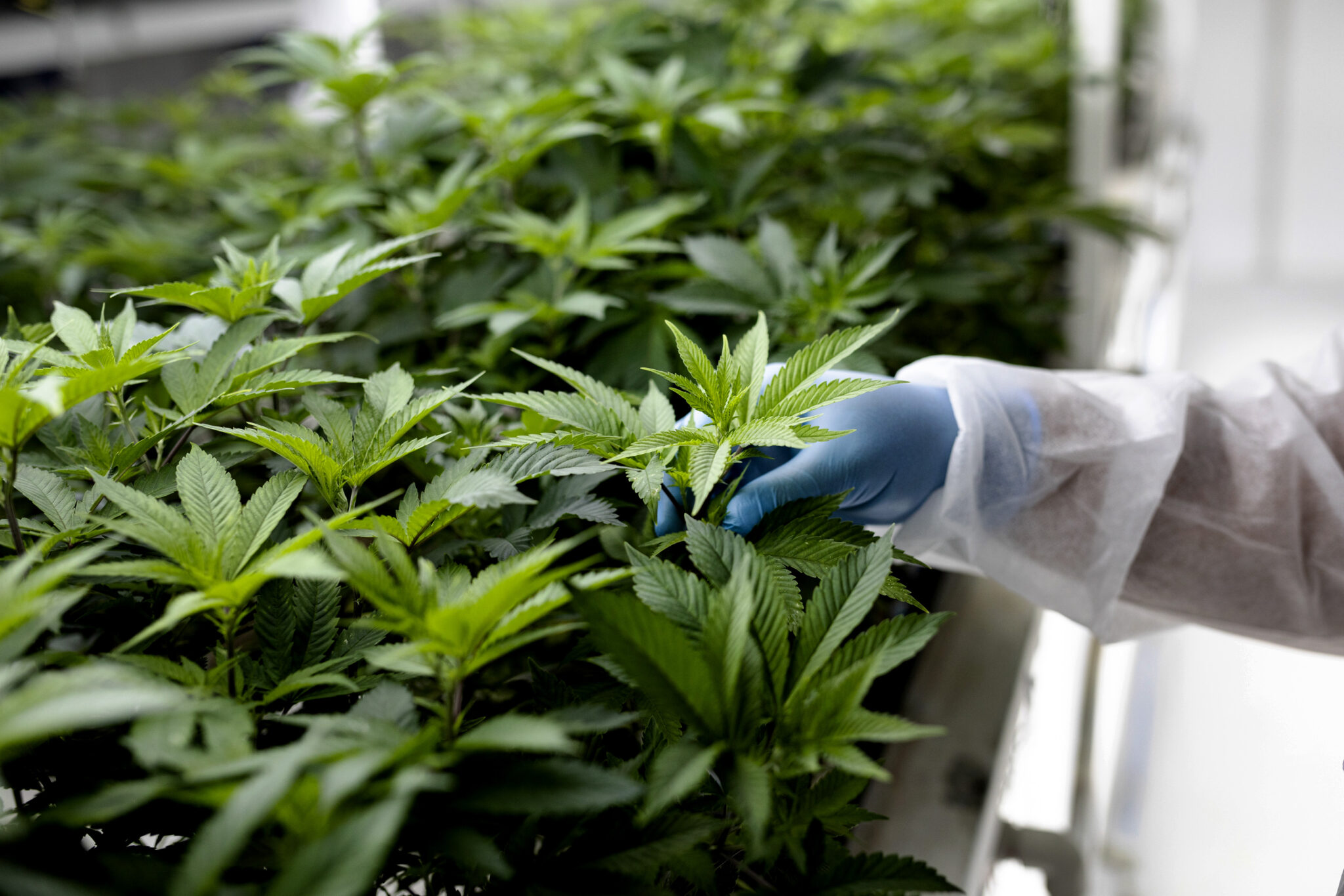 House advances marijuana banking bill, though final passage uncertain