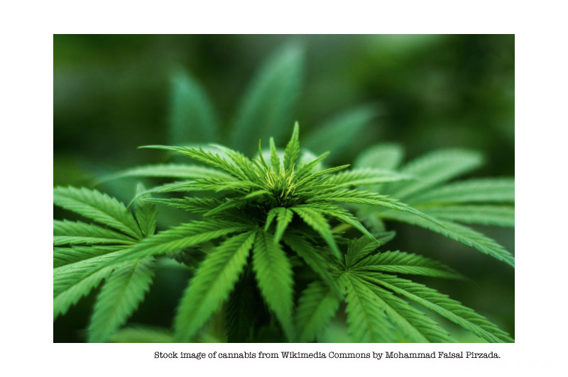 Ohio senators mulling major revisions to medical marijuana system