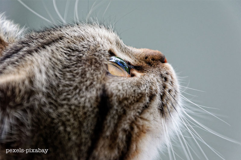The Heat: But we sometimes forget that our “fur babies” are suffering as well