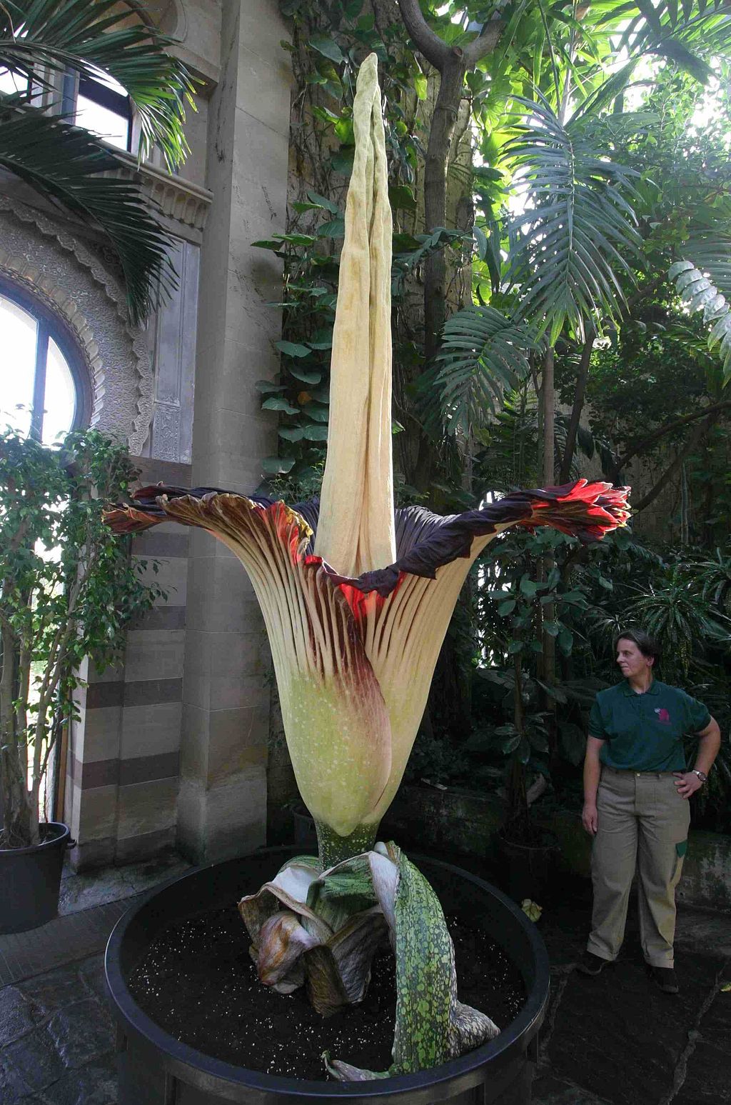 Rare Corpse Flower Showing Signs of Impending Bloom at the Cincinnati Zoo