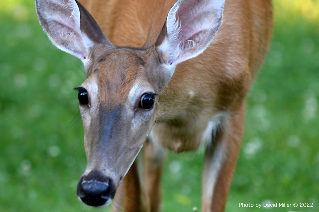 Outbreak of “Zombie Deer” Disease in Hamilton and Warren County