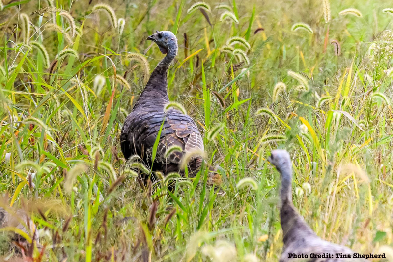 Wild Turkey Research Begins in Buckeye State