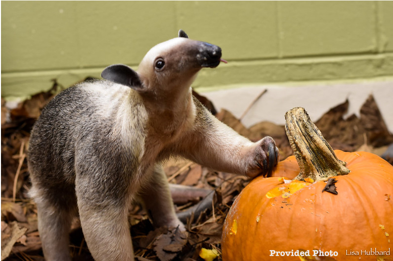 First Zoo Baby of 2023