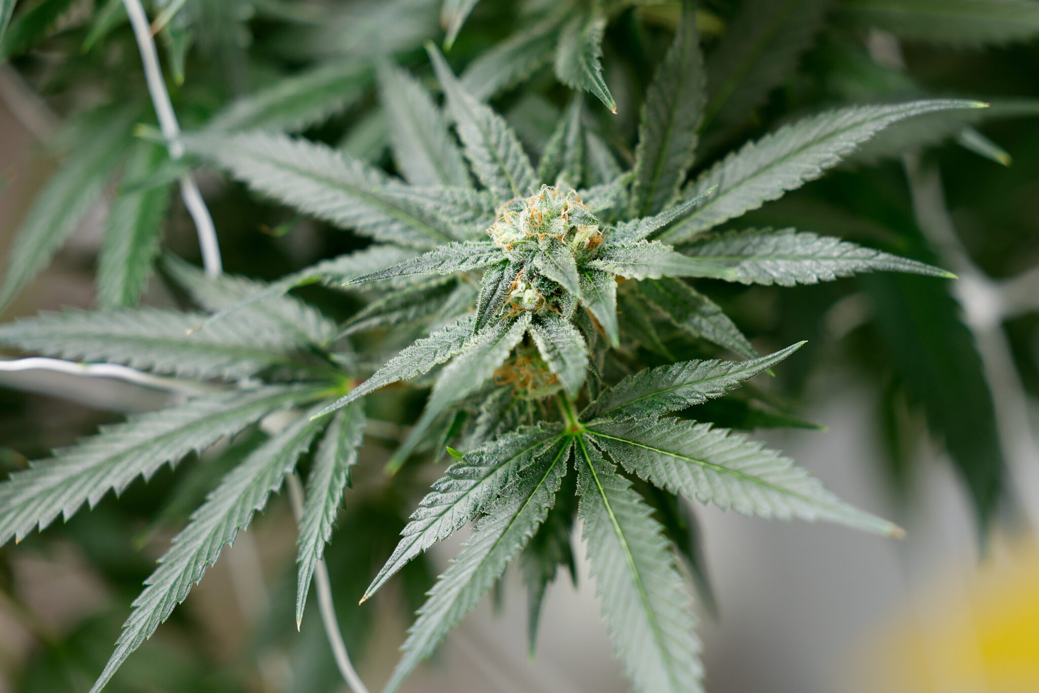 Ohio Ballot Board sets language for proposed recreational marijuana law