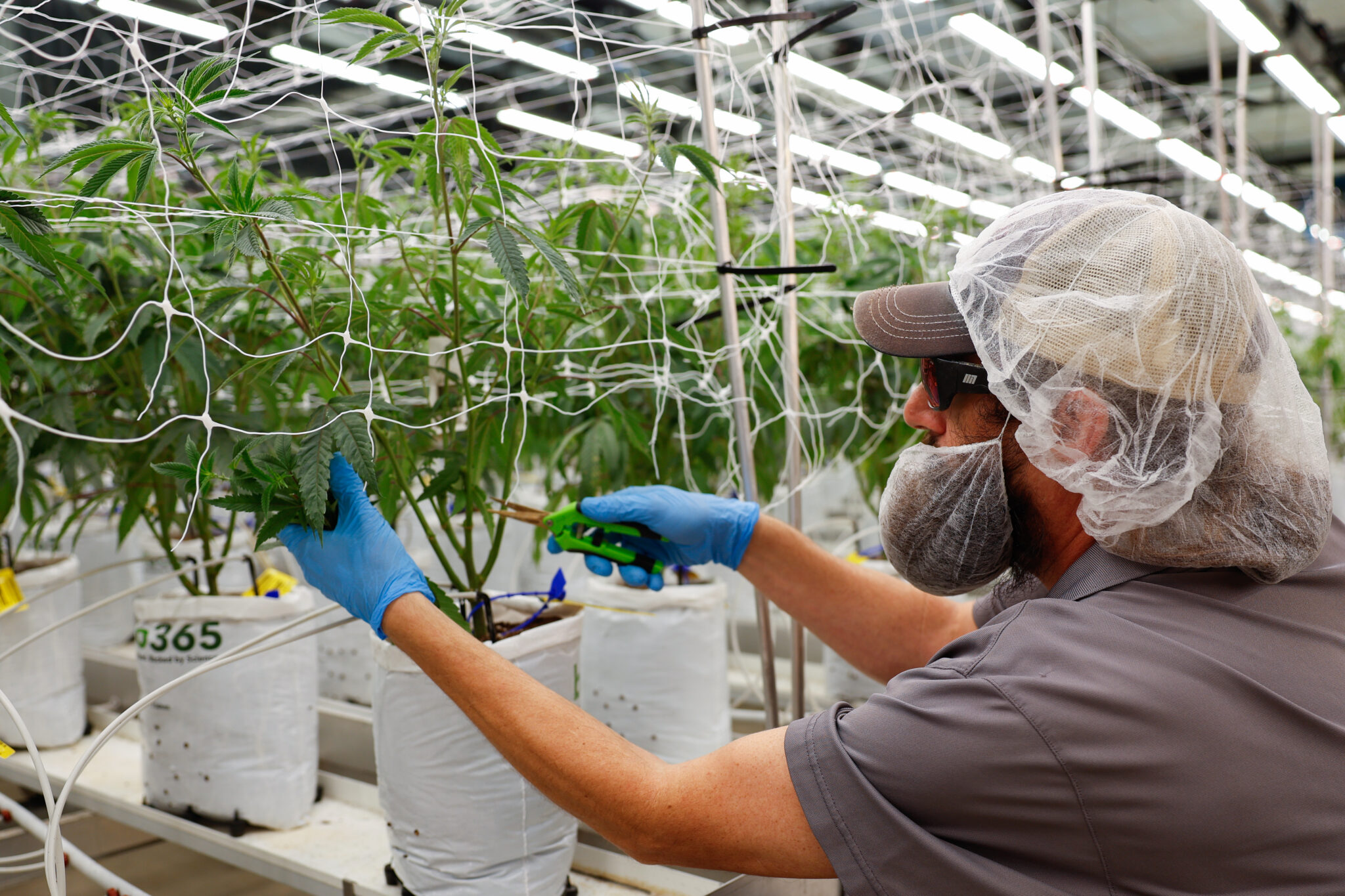 What’s different about this year’s effort to legalize marijuana in Ohio?