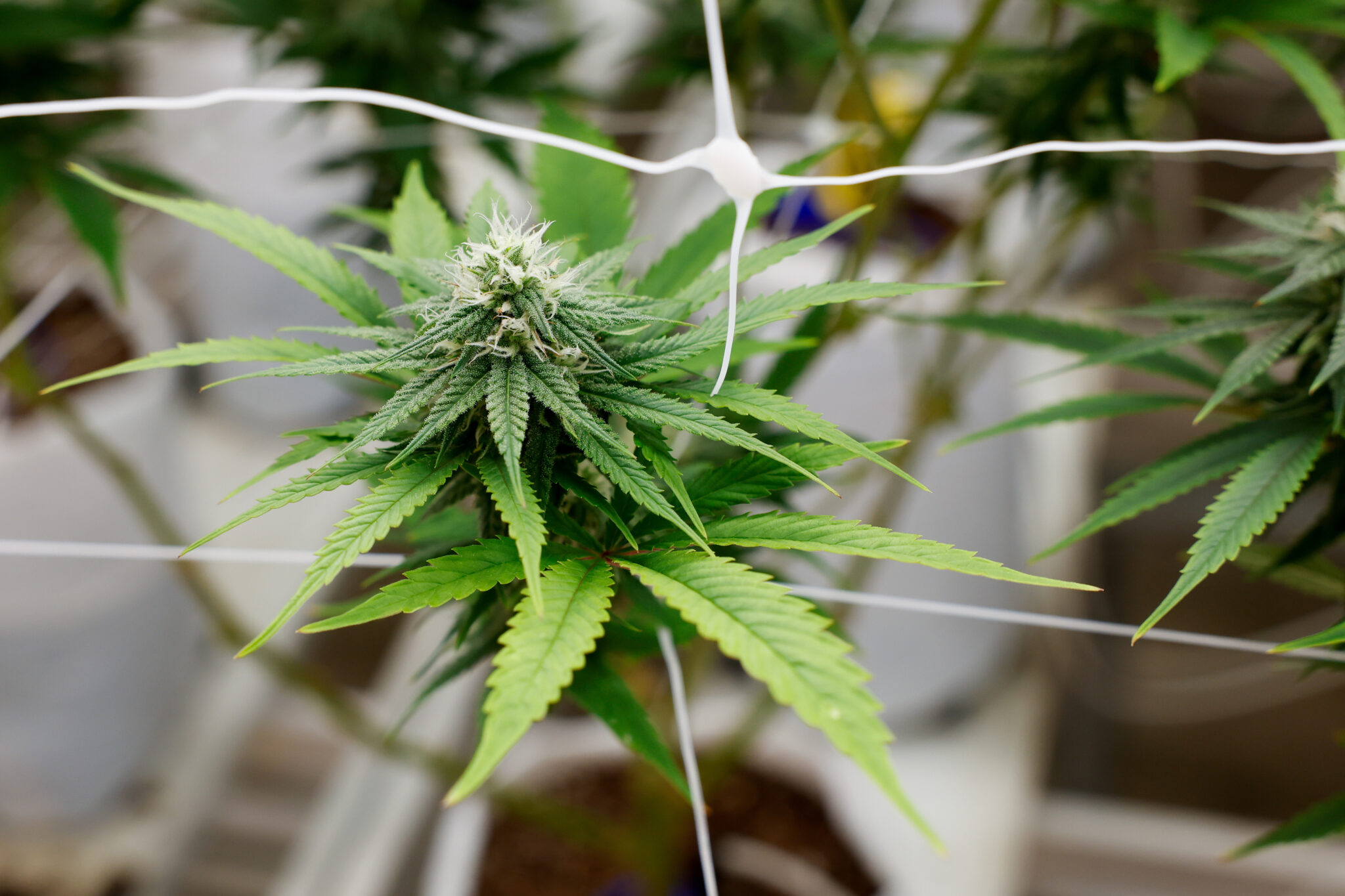 Biden administration to greatly ease marijuana regulations