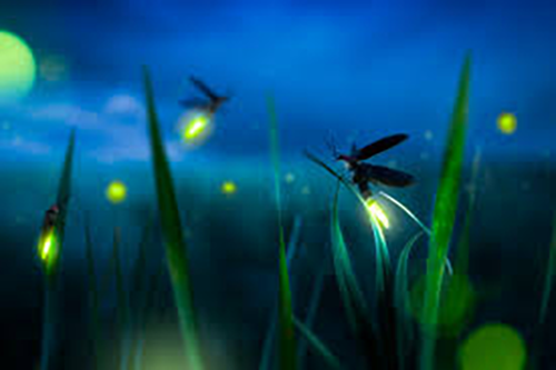 Firefly Walk at Grailville is free and open to the public