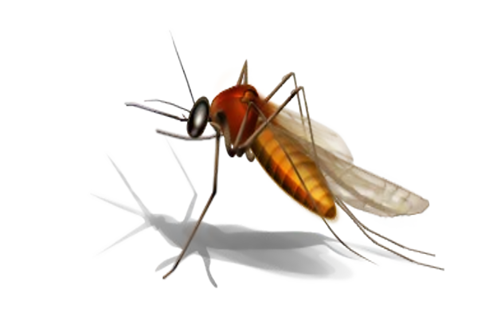 Mosquito pool in Delhi Township tests positive for West Nile Virus
