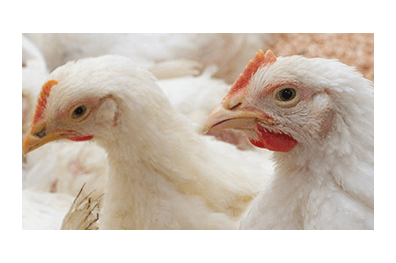 Ohio Reports First Human Case of Bird Flu