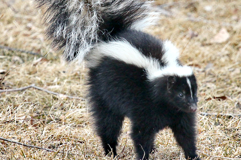 Skunk Love