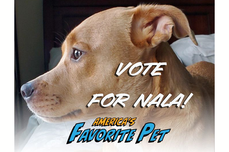 After many weeks of competition, Nala is currently in 10th place in the U.S.A in America’s Favorite Pet contest