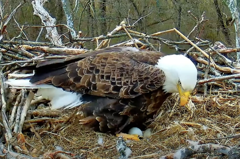 From the Little Miami Conservancy’s Live Eagle Cam