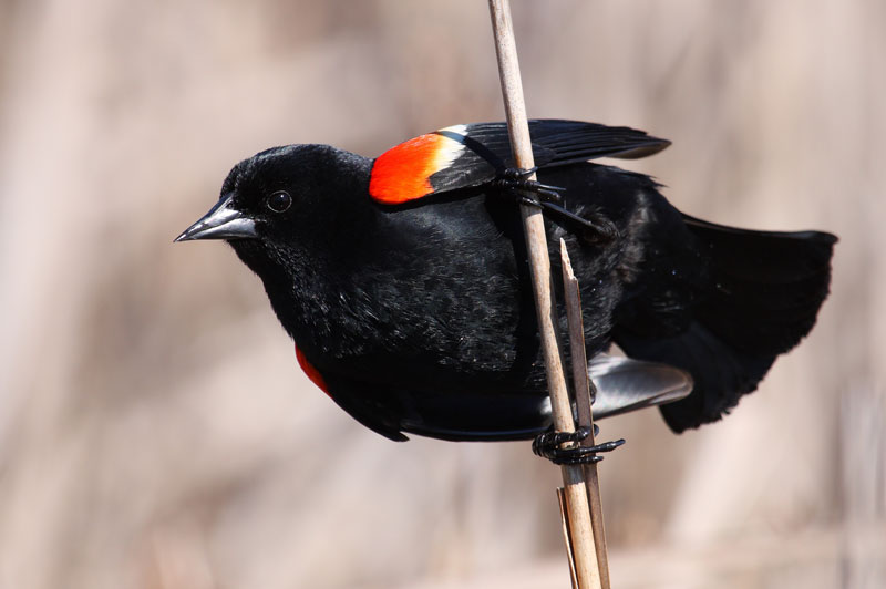 Winging into Spring with Julie Watson