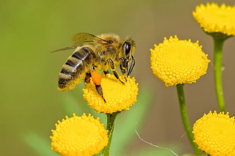 Pollinator Protection