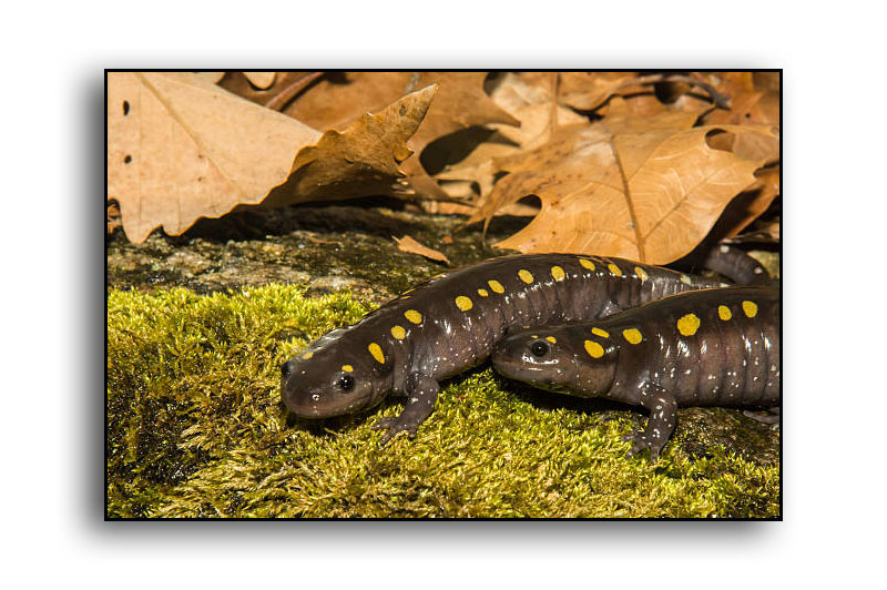 April Showers Bring Vernal Pools